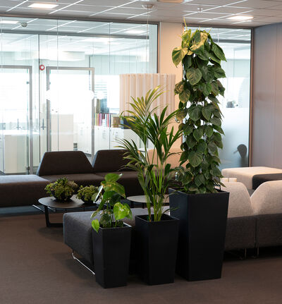 Philodendron scandens  Philodendron scandens